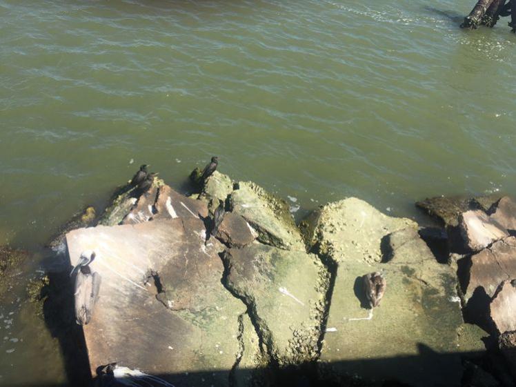 瞧瞧更大的：可以和鴨子比大小啦！