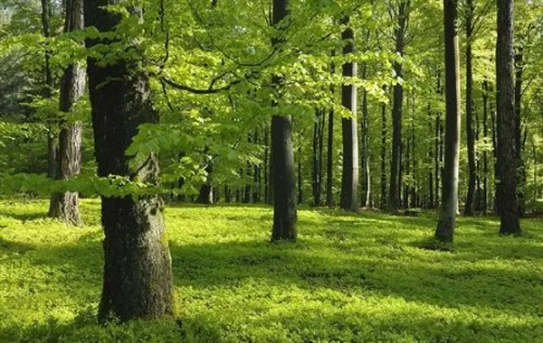 樹(shù)林 樹(shù)林